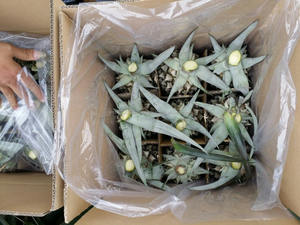 PIÑA FRESCA DE ALTA CALIDAD-MEJOR PRECIO-PIÑA MD2 - Product Image 4