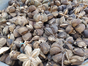 ถั่วซาจิอินชิคั่ว/คุณภาพสูง - Product Image 2