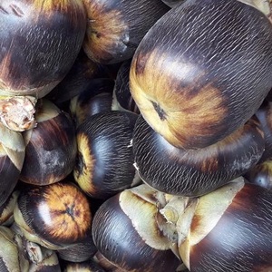 Gelée de palme en pulpe de palme 100% naturelle, sucre, fruit de palme en sirop, fabriqué au VietNam - Product Image 5