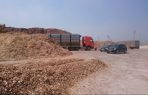 Virutas de Madera de Alta Calidad de Pino/Acacia/Caucho/Eucalipto - Mejor Precio - Exportación a Todo el Mundo - Product Image 6