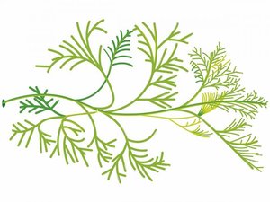 Davana น้ำมันหอมระเหยบริสุทธิ์เกรดบำบัดจากธรรมชาติ100% 50มล. ไอน้ำกลั่นน้ำมันอาร์ทิมิเซียพาต - Product Image 5