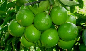 มะนาวเขียวมะนาวสดไร้เมล็ดมะนาวสดไร้เมล็ดสำหรับการส่งออก - Product Image 3