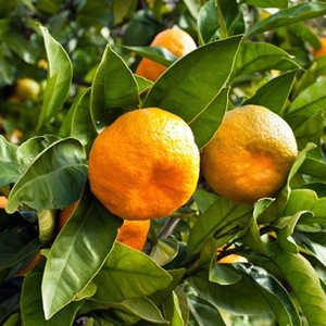 Aceite Esencial de mandarina fresco, aceite esencial 100% puro y Natural para una piel radiante a buen precio - Product Image 2