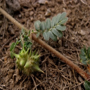 สารสกัด Tribulus Terrestris 90% saponins ผง Tribulus terrestris อาหารเสริมจากพืชธรรมชาติ - Product Image 4