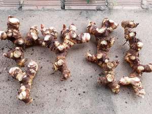 ผู้จัดจำหน่ายราก Galangal ที่มีคุณภาพสูงและราคาถูก - Product Image 4