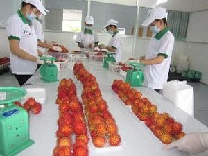 EN CULTIVO FRUTA DE RAMBUTANES FRESCOS-ORIGEN DE VIETNAM - Product Image 5