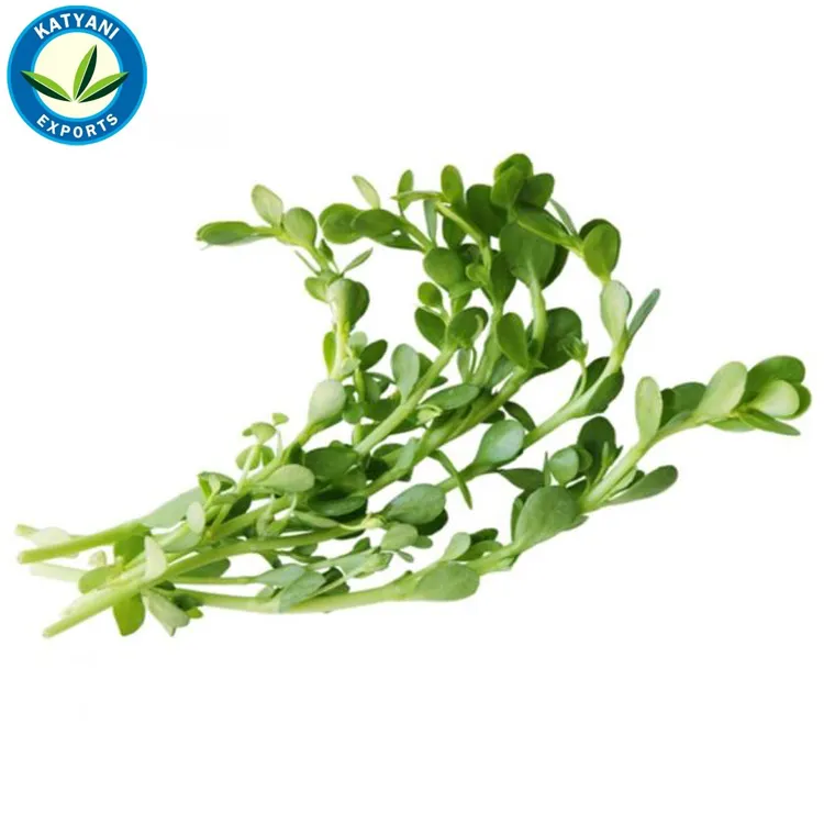 Alto Valore Medicinale Naturale al 100% Organic Brahmi Olio