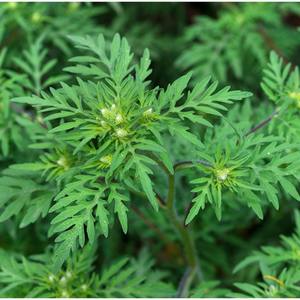 Davana น้ำมันหอมระเหยบริสุทธิ์เกรดบำบัดจากธรรมชาติ100% 50มล. ไอน้ำกลั่นน้ำมันอาร์ทิมิเซียพาต - Product Image 4