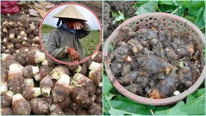 New Crop <b>Fresh</b> <b>Taro</b> From Viet Nam 2024 - Product Image 4