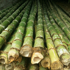 Postes de bambú de Vietnam - Product Image 1