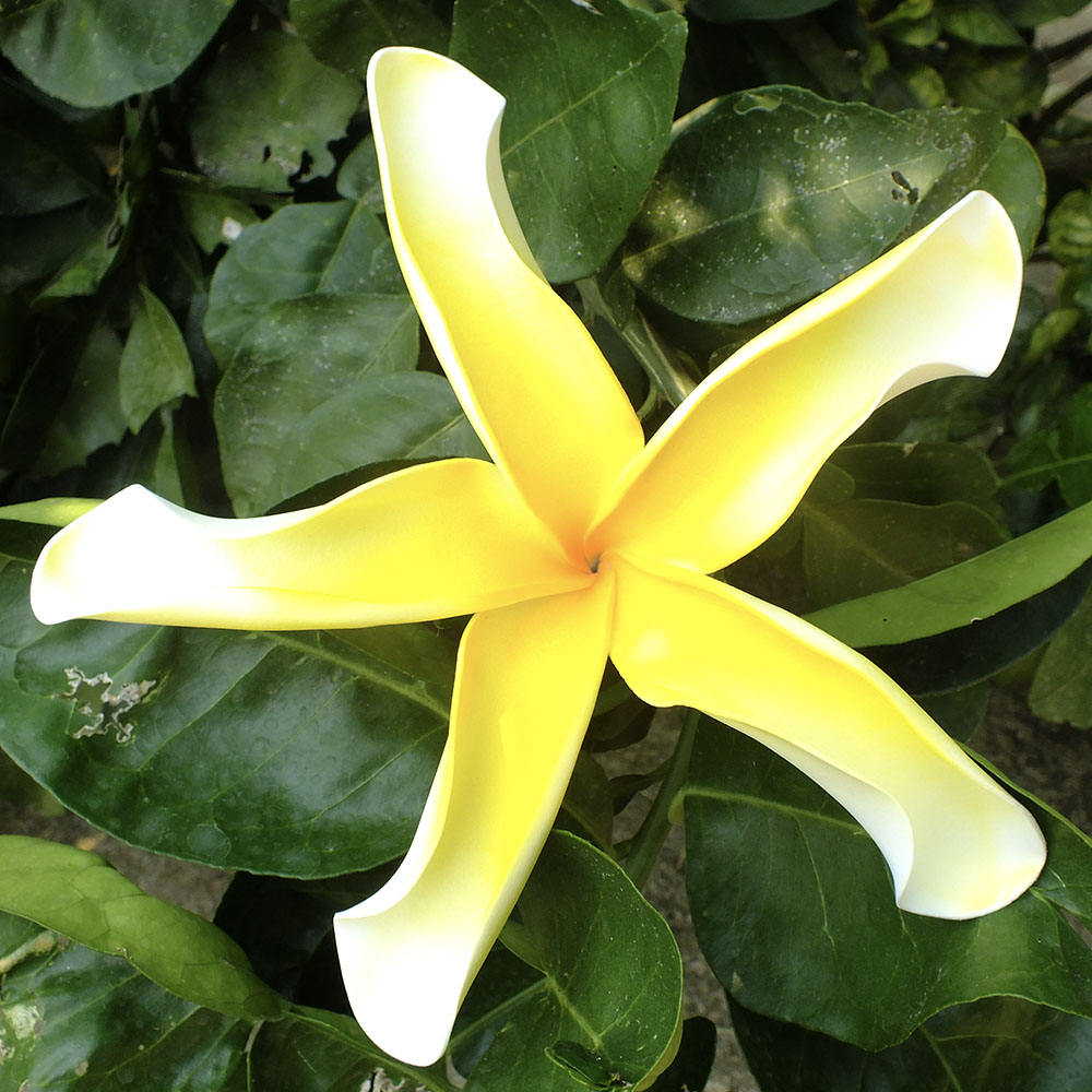 ดอกไม้ #2