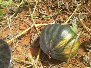 Citrouille fraîche Taille 1kg 2kg pour l'exportation 2024 - Product Image 5