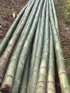 เสาไม้ไผ่ที่เป็นมิตร/รั้วไม้ไผ่ดิบ - Product Image 3