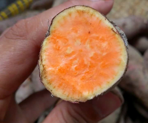 Premium Organic <b>Fresh</b> <b>Sweet</b> <b>Potatoes</b> Purple Varieties from Vietnam - Product Image 1