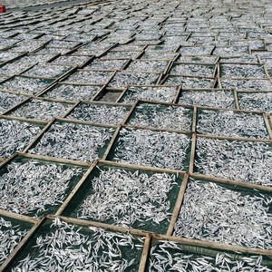 ปลากะตักตากแห้งแบบพรีเมี่ยมจากเวียดนามปลากะตักตากแดดขนาดเล็กสำหรับขายในราคาโรงงาน // Ms. Beatrix - Product Image 6