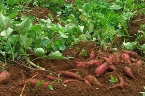 Poudre de patate douce de qualité alimentaire pour importateur - Product Image 4
