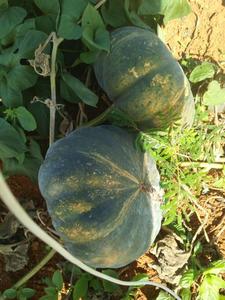 Meilleur prix citrouille fraîche/citrouille fraîche de légumes vietnamiens en saison - Product Image 3