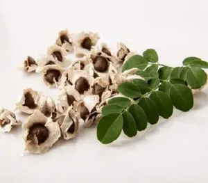 Fornitore di polvere di moringa pura al 100% dall'india