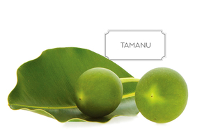 Aceite portador Tamanu - Product Image 3