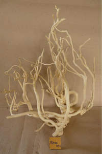 Racines naturelles pour aquarium - Product Image 3