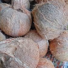 Noix de coco mûre décortiquée/noix de coco semi/noix de coco séchée - Product Image 2