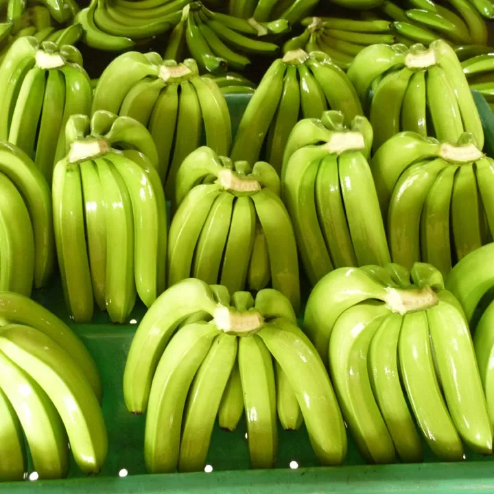 Plátano verde de VIETNAM buen precio/plátano CAVENDISH