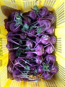 Tím kohlrabi/kohlrabi/cải bắp cải - Product Image 4