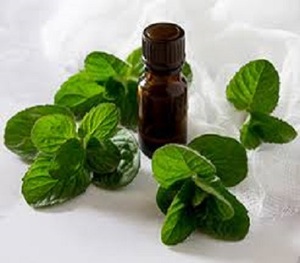 Bulk Peppermint Oil for Industrial <b>Flavor</b> Use for Sale - Product Image 1