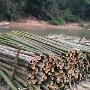 มาจากเวียดนาม: ไม้ไผ่ poles_high คุณภาพ - Product Image 1