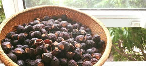 Noix de savon séchée du Viet Nam 2024/Produit de nettoyage naturel 2024 - Product Image 2