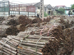 ผงซินนามอนแยกซินนามอนจากเวียดนาม - Product Image 3