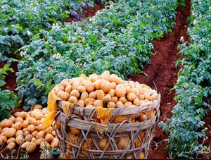 Patata de alta calidad de Vietnam, 84, 845, 639, 639, vacaciones - Product Image 4