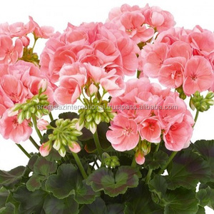 Fabricants de fabricants d'huile essentielle de géranium certifiés OEM/ODM GMP Fournisseurs | Grossistes d'huiles essentielles pures distillées à la vapeur 100% pures - Product Image 6