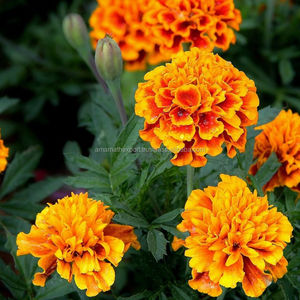 100% Pure & Natural Tagetes Marigold Flower <b>Essential</b> <b>Oil</b> at Cheap Price - Product Image 4