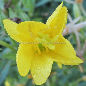 น้ำมันอีฟนิ่งพริมโรสสกัดเย็นธรรมชาติแบบ100% ปริมาณมาก - Product Image 4