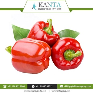 100% Pure and Natural High Quality Capsicum Seed <b>Extract</b> at Wholesale Price in Bulk Quantity From Indian Supplier - Product Image 2