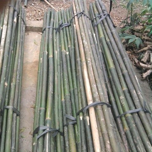 Poteau en bambou vert naturel exportation du Vietnam-matières premières // vacances - Product Image 3