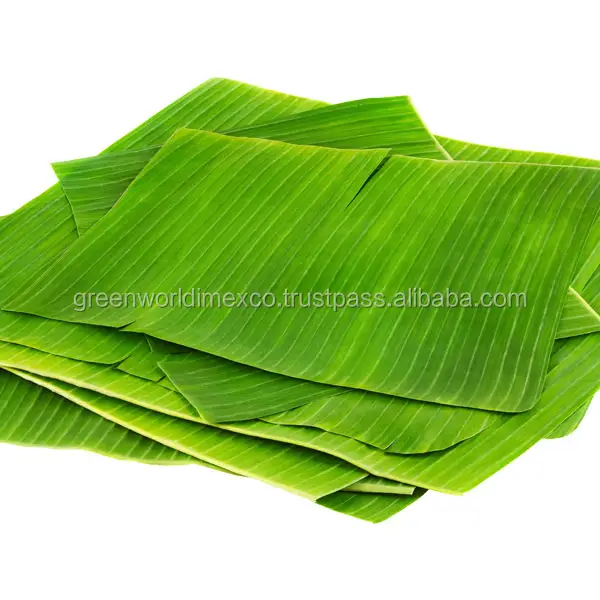 FROZEN GREEN BANANA LEAF WITH BEST PRICE FROM VIETNAM - 100% NATURAL FRESH BANANA LEAVES WITH HIGH QUALITY FOR MANY PURPOSE