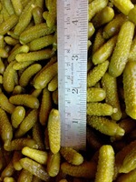 Pepinillos conservados en tambor en vinagre de ácido acético y salmuera Verduras conservadas en embalaje de tambor