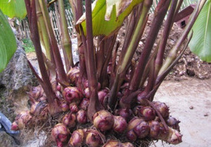 Racines de galanga fraîches/Galanga séché/lengkuas - Product Image 2