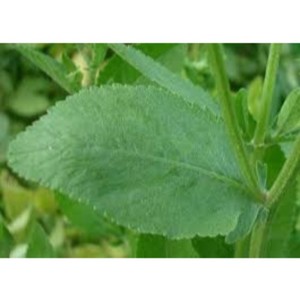 Costmary 100% Tinh Khiết Tinh Dầu Bộ Quà Tặng Nước Hoa Làm Thiết Lập bergamot <span class=keywords><strong>Myrrh</strong></span> Cho Thơm Nến Phòng Thuốc Xịt Skincare Trang Trí Nội Thất - Product Image 3