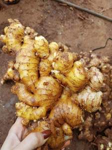 Emballage en vrac gingembre frais à prix compétitif 100% origine Vietnam - Product Image 2