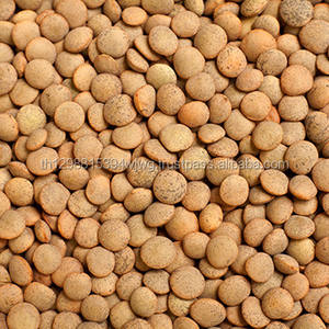 Lentilles vertes de grande qualité, lentilles rouges, brunes - Product Image 3