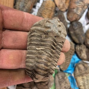 Trilobita Calymene Tallada en Piedra Preciosa, Cristal Coleccionable - Product Image 1