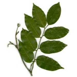 Indonésie Gurjun Balsam Oil 100% Huile essentielle pure et naturelle Aromathérapie et diffuseurs pour la maison Fournisseur de matériaux en résine en vrac OEM - Product Image 2