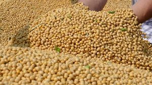 High Quality Food Grade AD Dried Non-GMO <b>Soybeans</b> Yellow Soya Beans 25kg in Bulk or Bag Packaging - Product Image 3