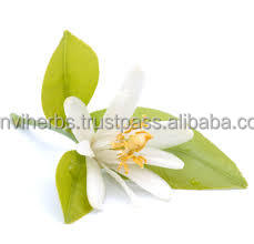 100% Fabricación de aceite esencial de jazmín natural puro Proveedor mayorista de aceite esencial de fragancia - Product Image 4