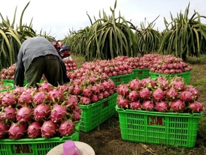 Fruit du dragon frais au prix le plus bas/Nouvelle récolte 2022 - Product Image 6