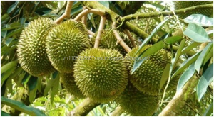 คุณภาพสูง IQF Durians เนื้อสำหรับการส่งออกในปี2020 - Product Image 3