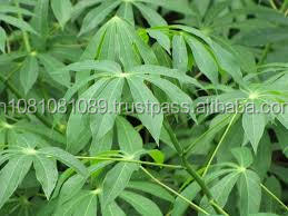 Producto agrícola Premium de hojas de yuca secas - Product Image 2